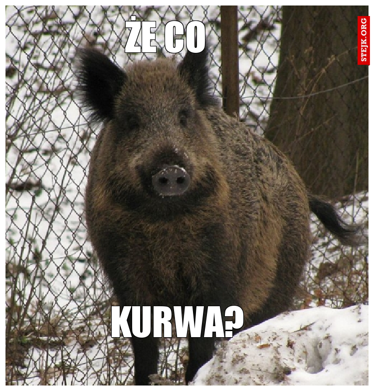 Że co