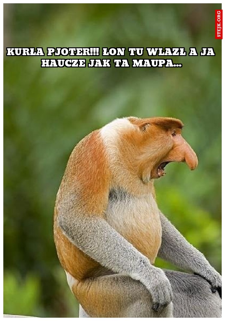 Kurła!!!!   Łon tu jest, a ja szczekam jak ta maupa!