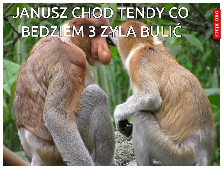 Janusz chod tendy co bedziem 3 zyla bulić