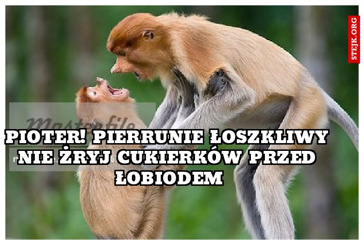 pioter! pierunie łoszkliwy nie żryj cukierków przed łobiodem