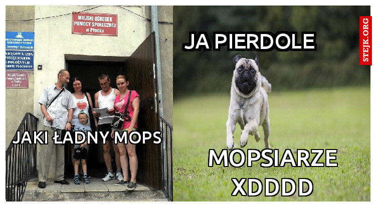 Jaki ładny mops