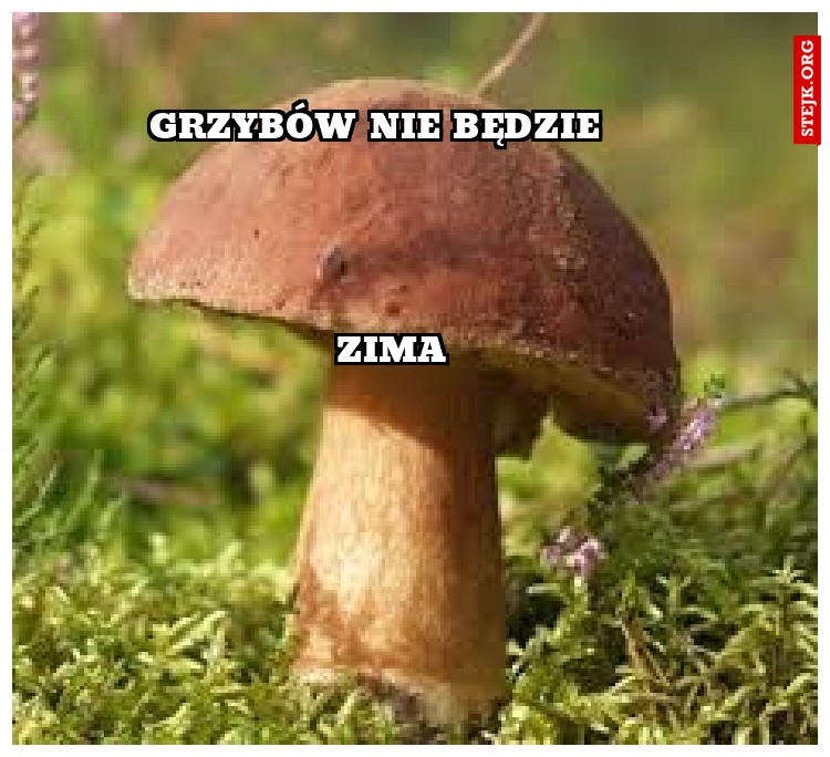 Grzybów nie będzie 