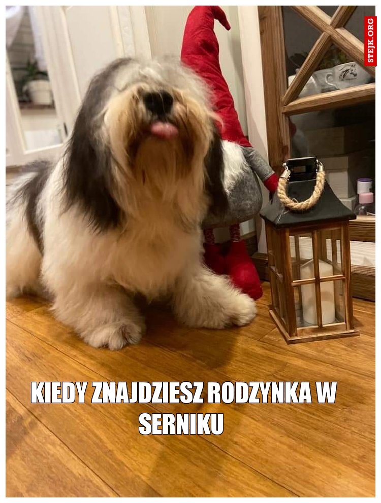 Kiedy znajdziesz rodzynka w serniku 