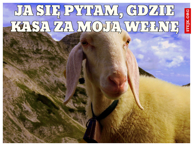 Ja się pytam, Gdzie kasa za moją wełnę