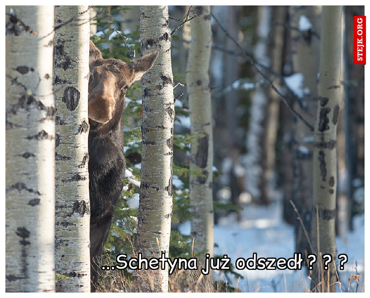 ...Schetyna już odszedł ? ? ?