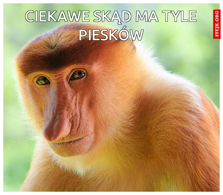 Ciekawe skąd ma tyle piesków