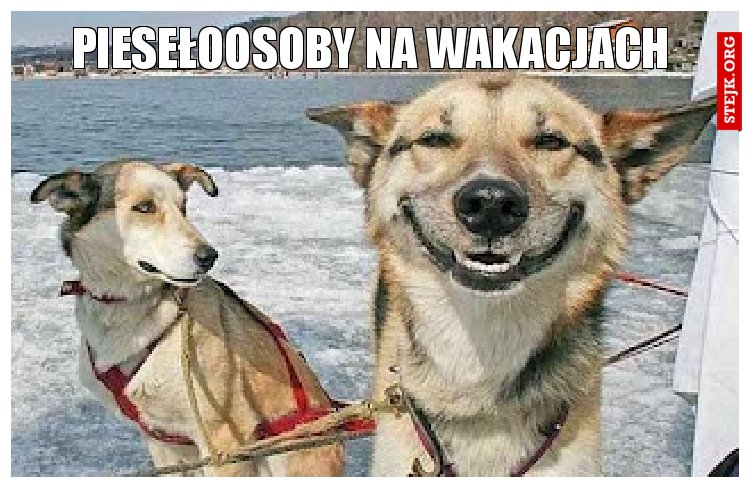 Piesełoosoby na wakacjach