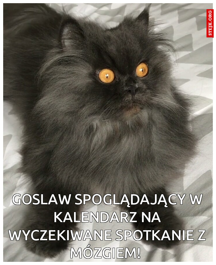 Goslaw spoglądający w kalendarz na wyczekiwane spotkanie z mózgiem! 