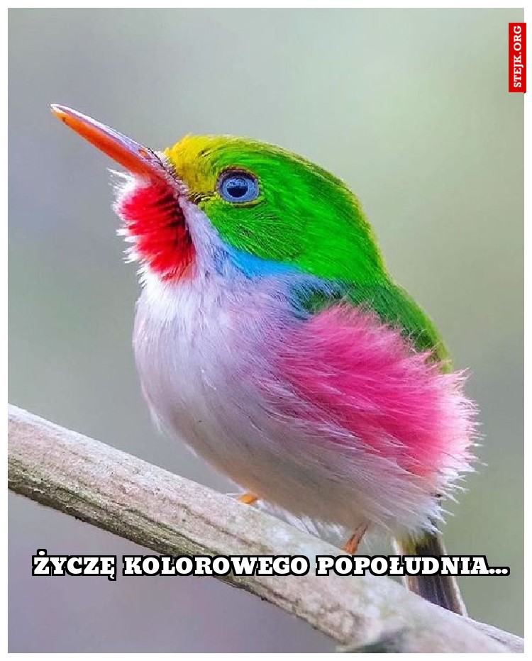 życzę kolorowego popołudnia...