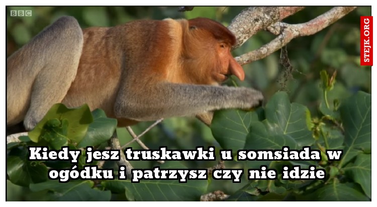 Kiedy jesz truskawki u somsiada w ogódku i patrzysz czy nie idzie
