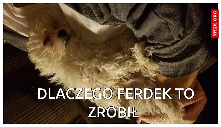 Dlaczego Ferdek to zrobił 