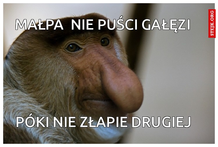 Małpa  nie puści gałęzi   