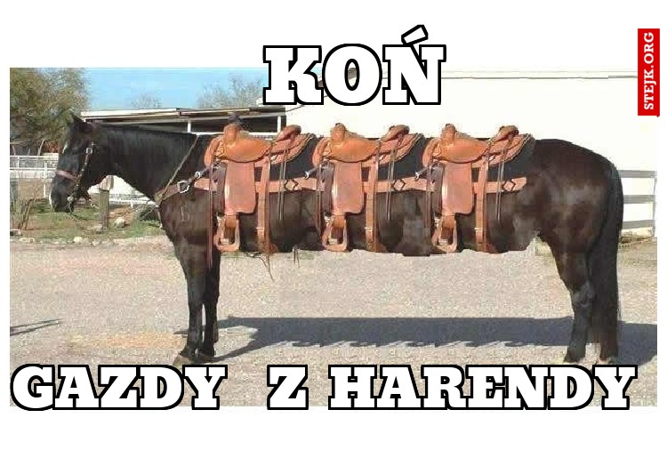 koń