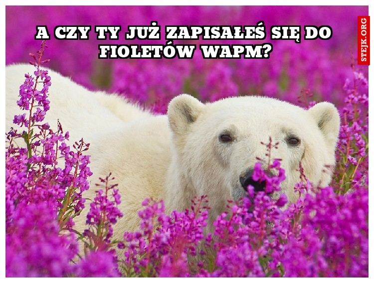 a czy Ty już zapisałeś się do fioletów wapm?