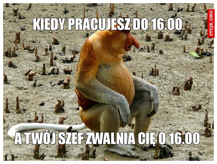 Kiedy pracujesz do 16.00