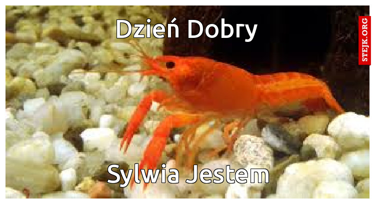 Dzień Dobry
