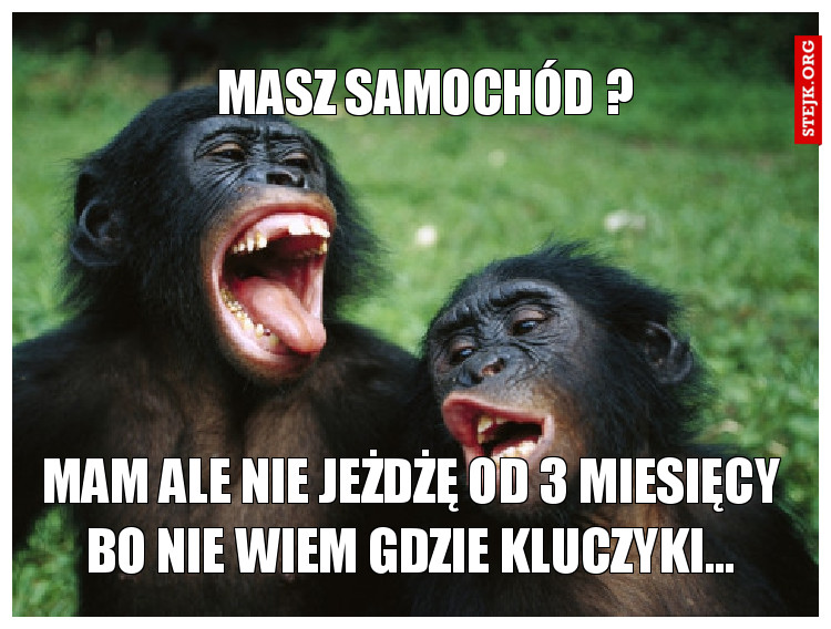 Masz samochód?