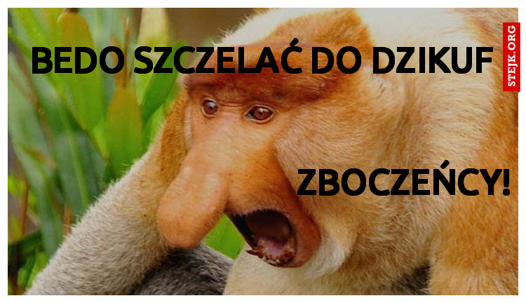 bedo szczelać do dzikuf