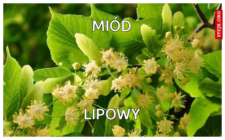 miód lipowy