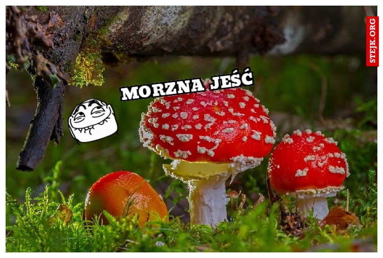 morzna jeść