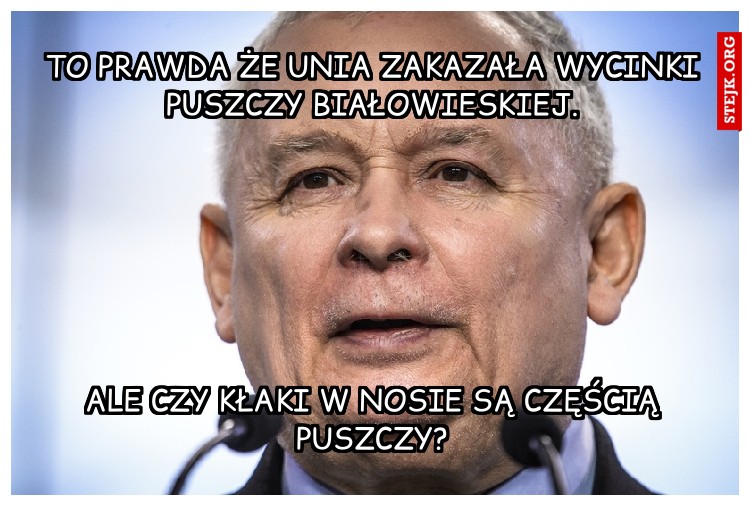 To prawda że Unia zakazała wycinki Puszczy Białowieskiej.