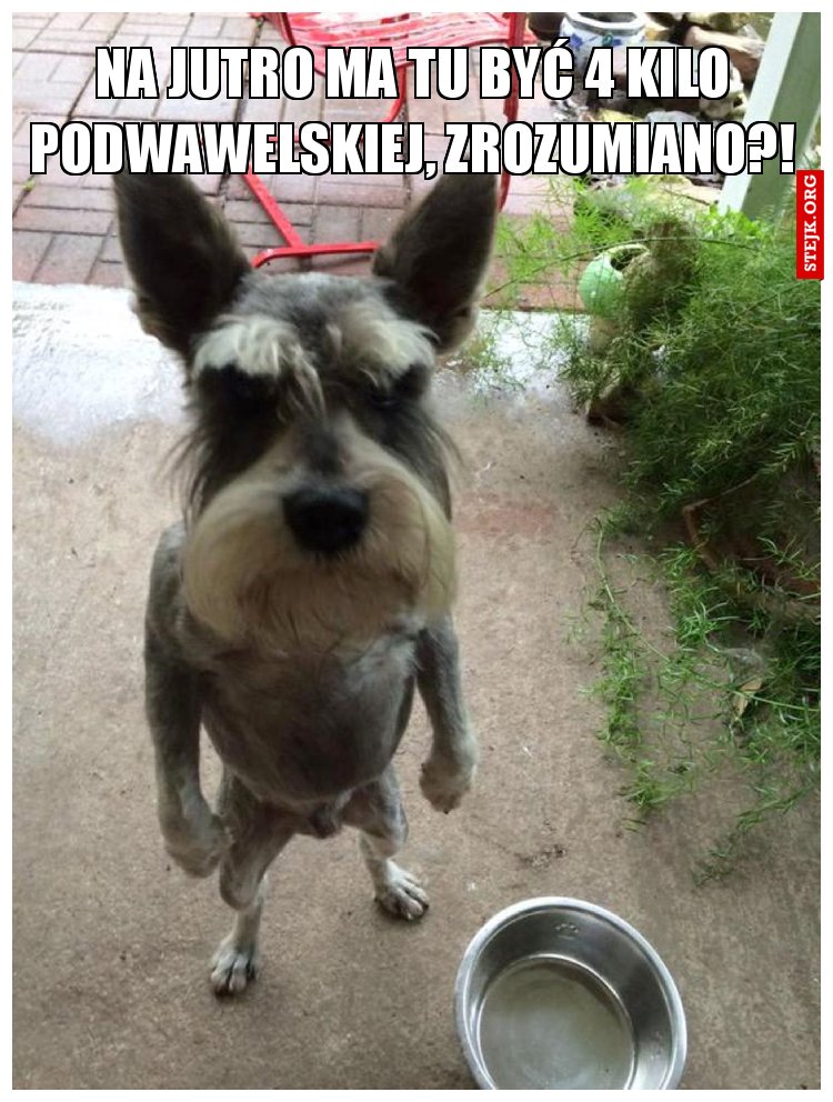 Na jutro ma tu być 4 kilo podwawelskiej, zrozumiano?!