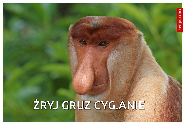 a ty czasem  z chu.ja nie spadłeś ? czy co ?