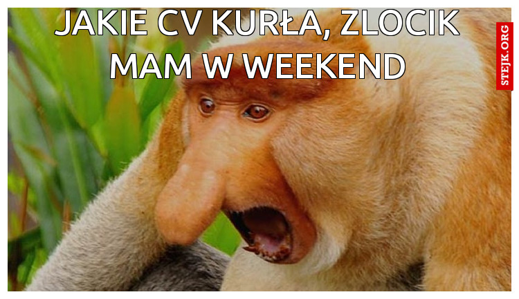 Jakie cv kurła, zlocik mam w weekend
