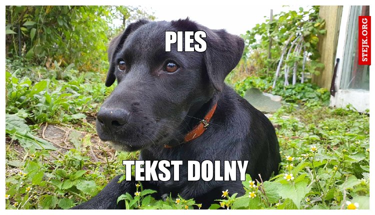 Pies