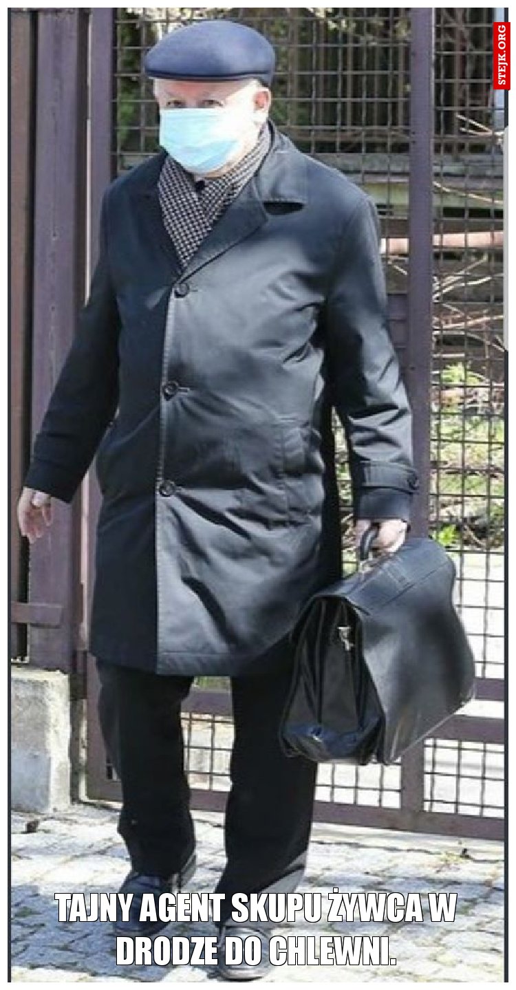 Tajny Agent Skupu Żywca w drodze do chlewni.