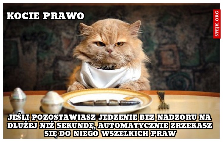 jeśli pozostawiasz jedzenie bez nadzoru na dłużej niż sekundę, automatycznie zrzekasz się do niego wszelkich praw