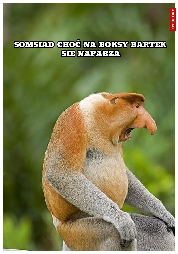 Somsiad choć na boksy Bartek sie naparza