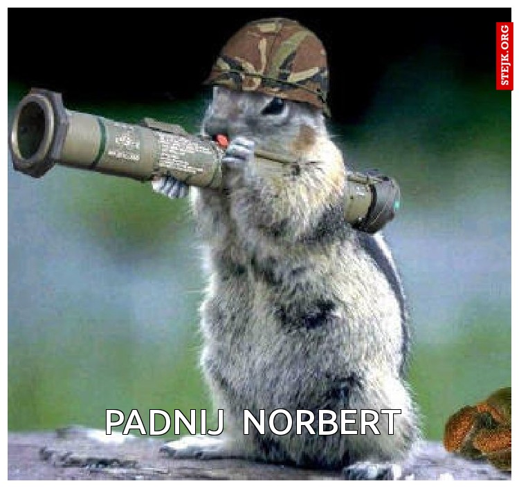 Padnij  Norbert 