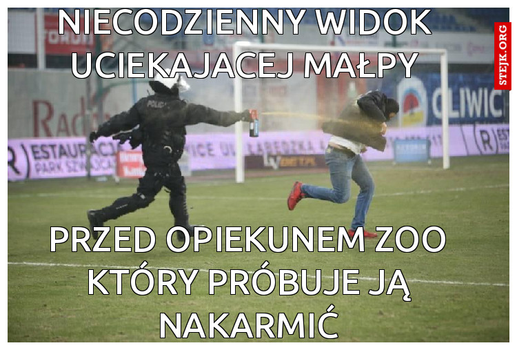 NIECODZIENNY WIDOK UCIEKAJACEJ MAŁPY