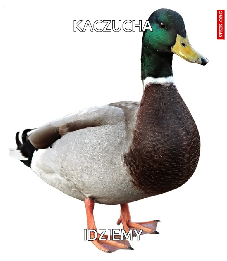kaczucha