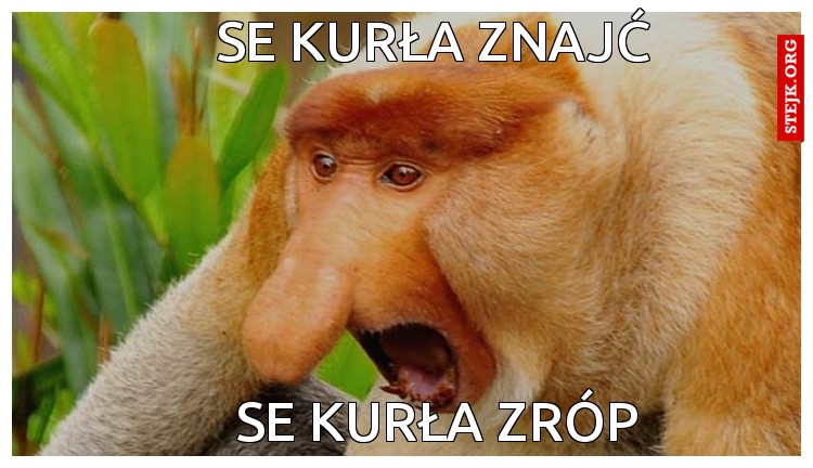 Są kurła znajć