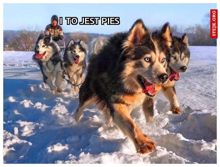 I  to jest pies