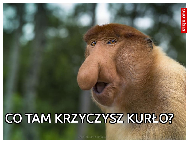 Co tam krzyczysz kurło?