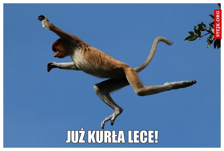 JUŻ KURŁA LECE!