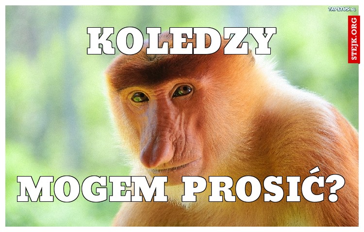 Koledzy