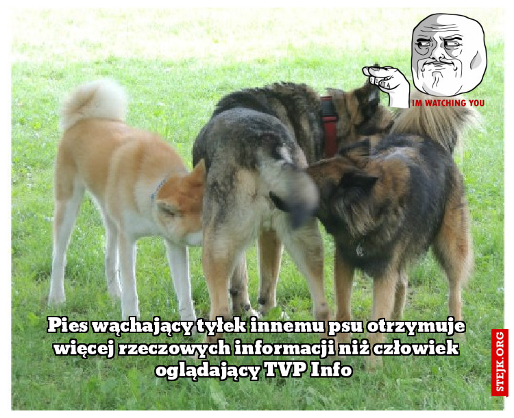 Pies wąchający tyłek innemu psu otrzymuje więcej rzeczowych informacji niż człowiek oglądający TVP Info 