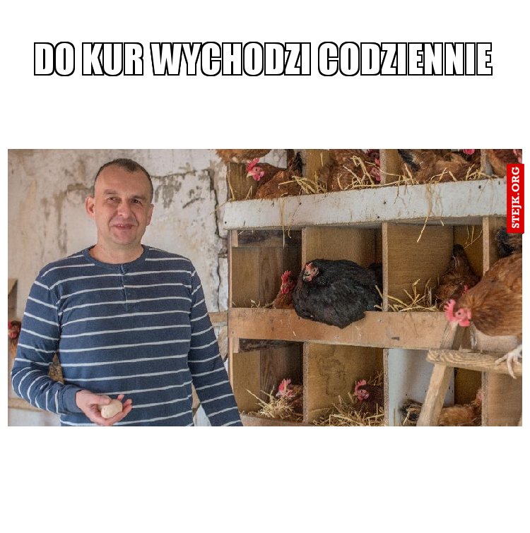 DO KUR WYCHODZI CODZIENNIE