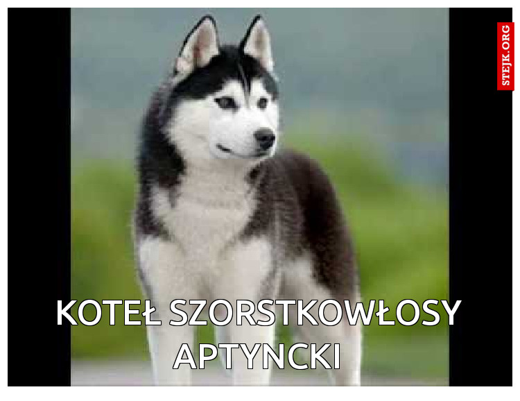 KOTEŁ SZORSTKOWŁOSY APTYNCKI