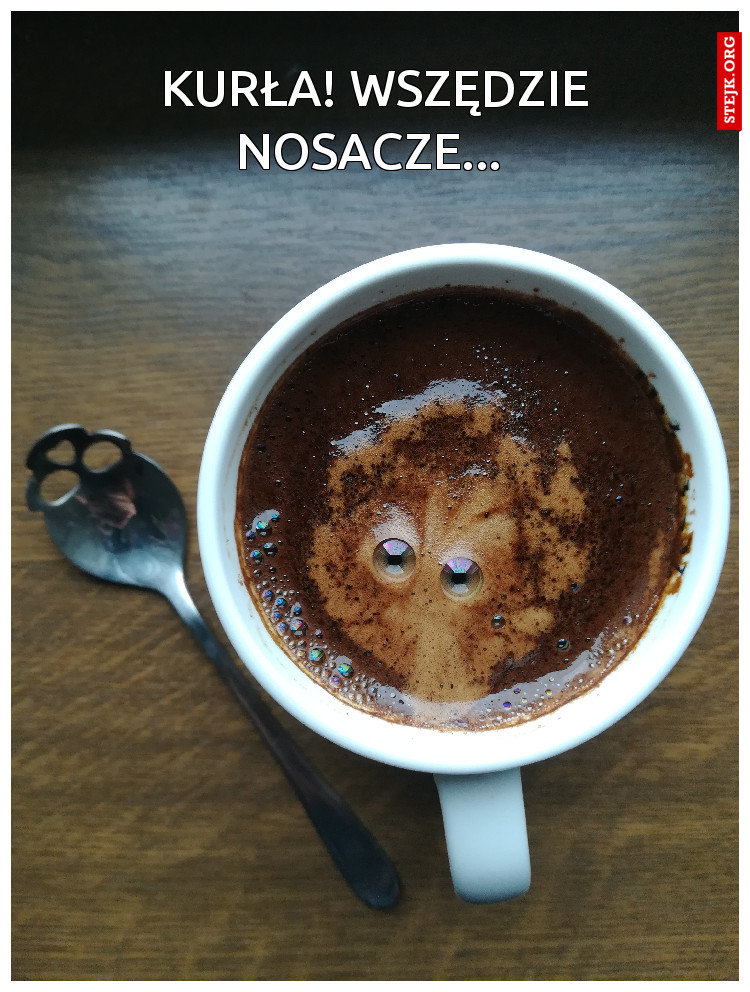 KURŁA! WSZĘDZIE NOSACZE... 