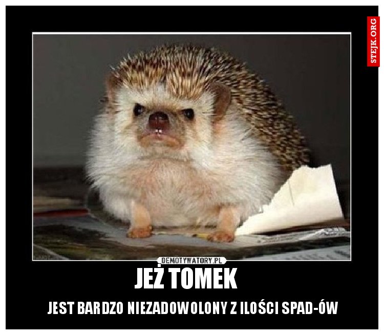 jeż tomek