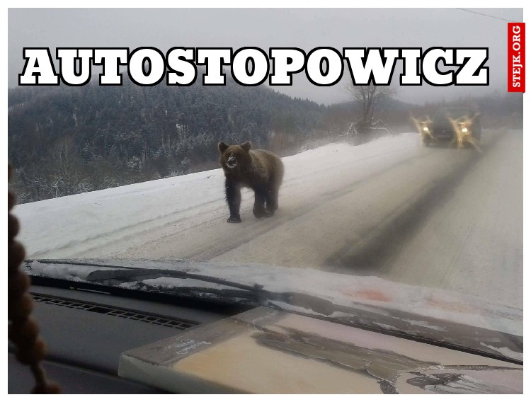 autostopowicz