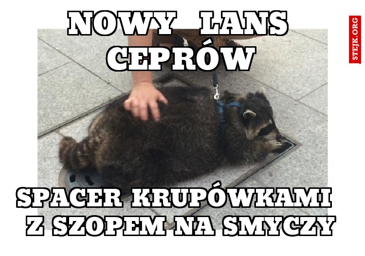 nowy  lans ceprów