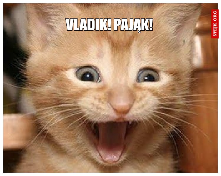 Vladik! pająk!