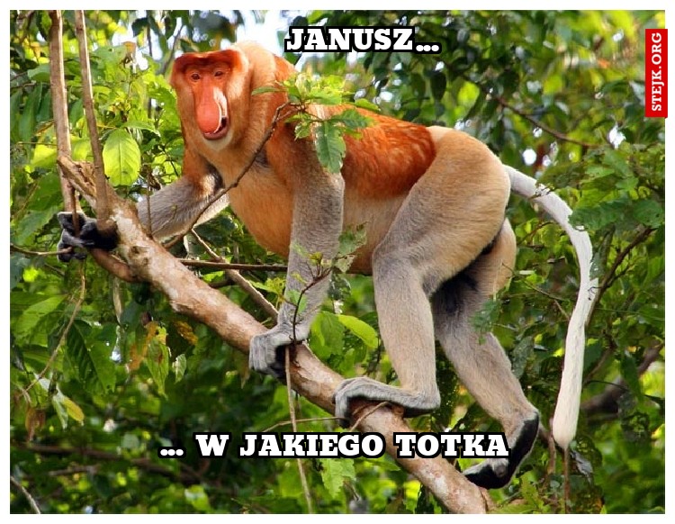 Janusz