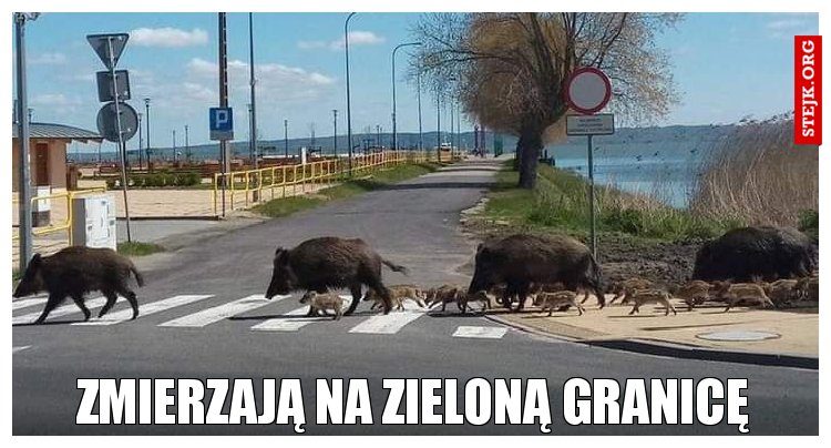Zmierzają na zieloną granicę